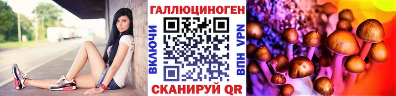 Купить  Николаевск-на-Амуре  Псилоцибиновые грибы Cubensis 